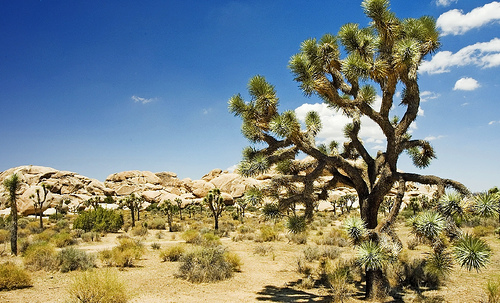Национальный Парк Джошуа-Три (Joshua Tree)